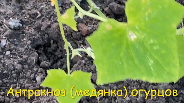 АНТРАКНОЗ❓ Проверьте свои огурцы 🥒🥒🥒 БОЛЕЗНИ ОГУРЦОВ 💥 описание и лечение 🚑