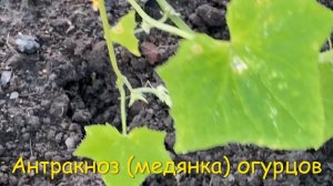 АНТРАКНОЗ❓ Проверьте свои огурцы 🥒🥒🥒 БОЛЕЗНИ ОГУРЦОВ 💥 описание и лечение 🚑