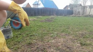 Как вырастить абрикосы в Пермском крае