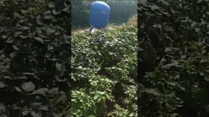 Отзыв об интернет магазине семенного картофеля Закировские хуторки