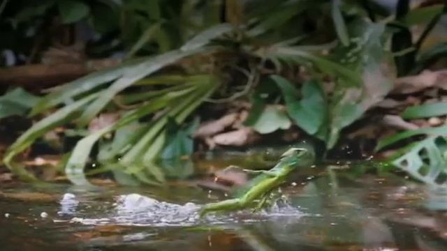 Василиск -единственная  ящерица   способна бегать по воде.