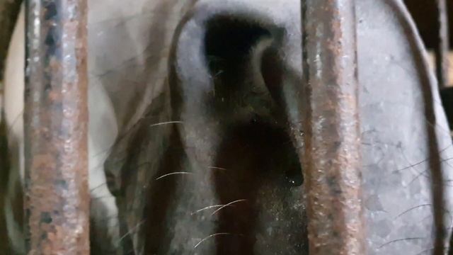 Девочка с косичками.Ноздрями своими фыркала прямо в мои ноздри.Я чувствовала её милое дыхание?. смотреть онлайн