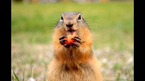 Звуки сурка