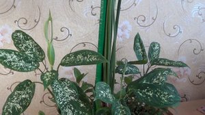 Диффенбахия(цветение). Dieffenbachia.