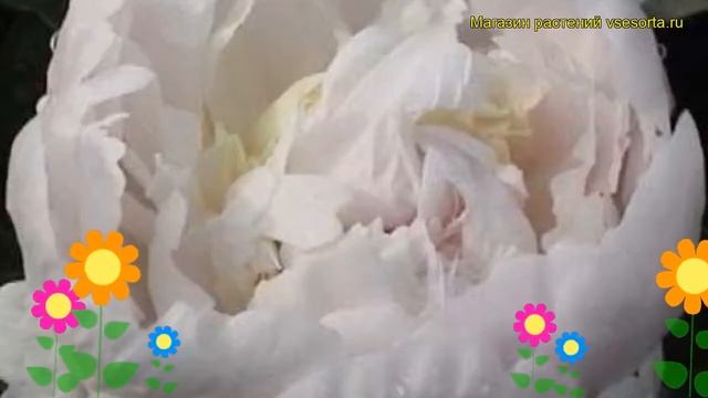 Пион молочноцветковый Баронесса Шредер. Краткий обзор paeonia lactiflora Baroness Schroeder смотреть онлайн