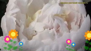 Пион молочноцветковый Баронесса Шредер. Краткий обзор paeonia lactiflora Baroness Schroeder