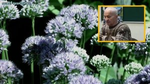 Муравьиная кислота - страшно злая! Как и когда применять.  Секреты пчеловода Кашковский В.Г.