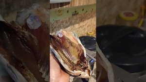 Засолка и быстрый способ сушки рыбы (карася), для последующего холодного копчения, вяления ..