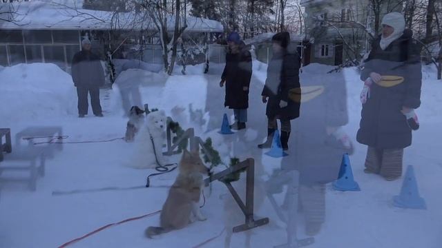 ДТ - 283. "Дай лапу, Друг!" - весенний подарок для тех, кто любит собак. смотреть онлайн