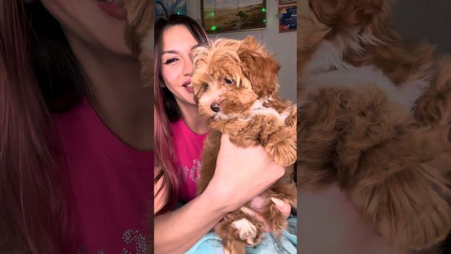 Греемся с Мальтипу🧡Ириска и Вискарик🩷🩷🩷 смотреть онлайн