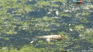 Почему гибнет рыба в пруду?