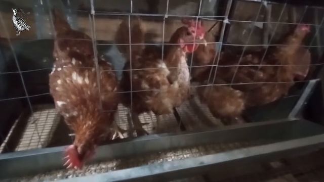 Куры несушки в клетке. Содержание курей несушек в клетке