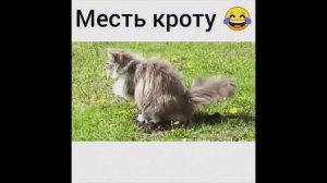 Новое видео