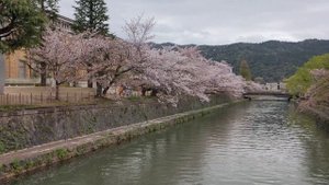 Потрясающая Японская Музыка Релакс для отдыха!