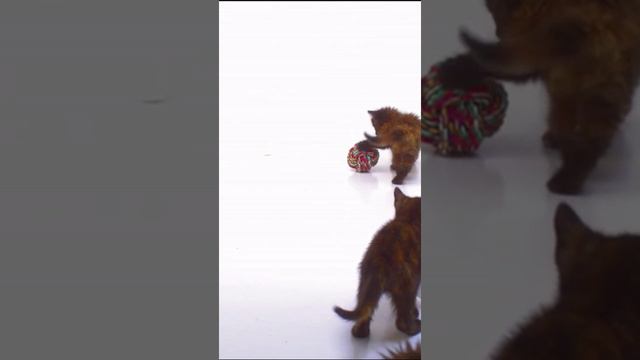 Смотрите, какие милые котята играют веселые игры в этом забавном видео! 🐱💕🎉