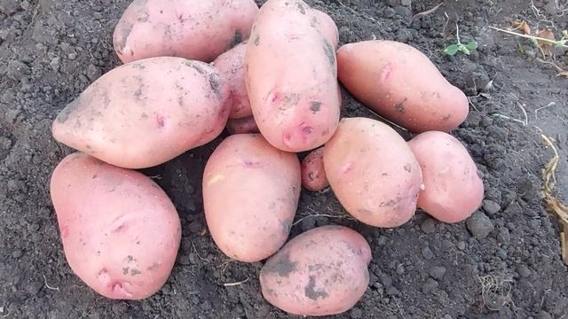 Копаем картофель.Сорта Ароза,Хозяюшка, Розара.Кто самый жаростойкий и засухоустойчивый? Август2022