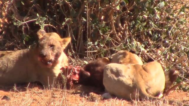 Kumba смотреть онлайн