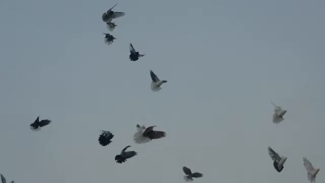 Голуби белгород 01 12 2016 смотреть онлайн