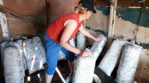 Как выращивать грибы ВЁШЕНКИ, полив .
