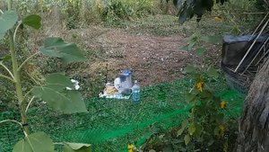 Эффективные ловушки для ос, из подручных средств.