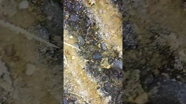 Щавель проращивание семян в домашних условиях хитрым способом