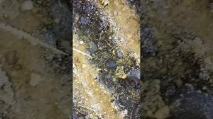Щавель проращивание семян в домашних условиях хитрым способом