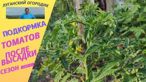 Чем подкормить томаты, перцы после высадки в грунт.