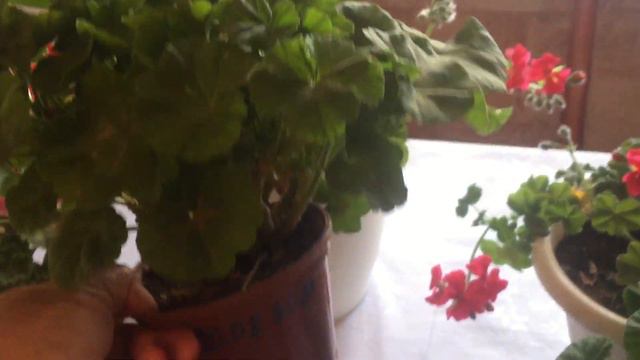 4 ноября 2021 г.Мои герани в ноябре, смотреть онлайн