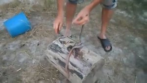 ?Разделка и Приготовление Змеи