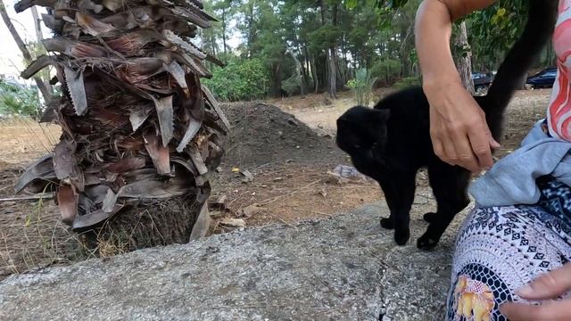 Green eyed black cat came running to me when she heard my voice смотреть онлайн