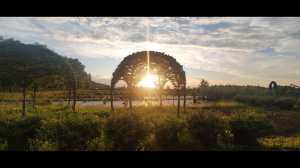 Обзор уникального питомника садовых бонсай и топиаров Ниваки