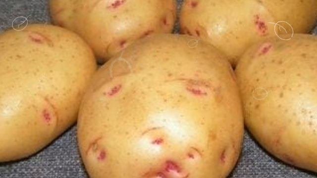 Картофель  характеристика сортов