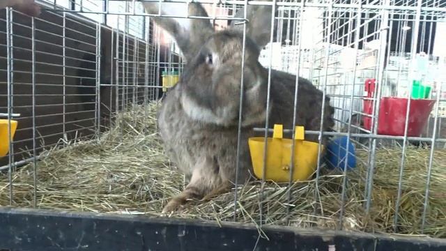 Самый крупный Ризен на выставке в Германии смотреть онлайн