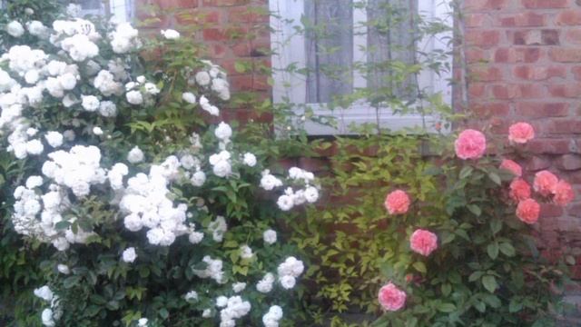 Три известных сорта роз, которые не посажу второй раз у себя в саду! ??Назрело корчевание куста?♀ смотреть онлайн