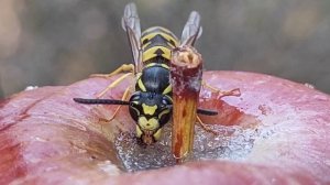 Оса крупным планом (анфас) / Wasp close-up (full face)