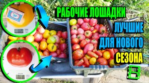 ЛУЧШИЕ СОРТА ТОМАТОВ ДЛЯ ПОСАДКИ В НОВОМ СЕЗОНЕ. ОПИСАНИЕ ТОМАТОВ. ЭКО-САД ВЫХОДНОГО ДНЯ 23-3