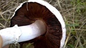 @gombavideo Mezei csiperke, Agaricus campester, Field mushroom, Wiesen-Champignon