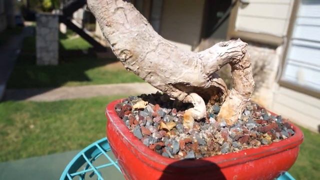 Bougainvillea Bonsai Yellow Pixie смотреть онлайн