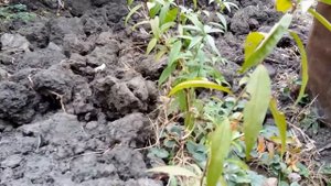 Выращивание персика из косточек. Результат