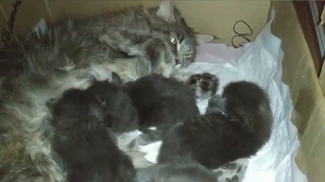 Кошачья семья мейн-кунов 🐱 смотреть онлайн