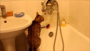 Bengal cats. Jaguar Jungle.Бенгальская кошка и вода