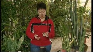 САНСЕВЬЕРА! РАЗНОВИДНОСТИ И УХОД!