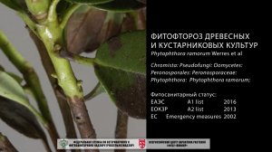 Фитофтороз древесных и кустарниковых культур (Phytophthora ramorum Werres et al)