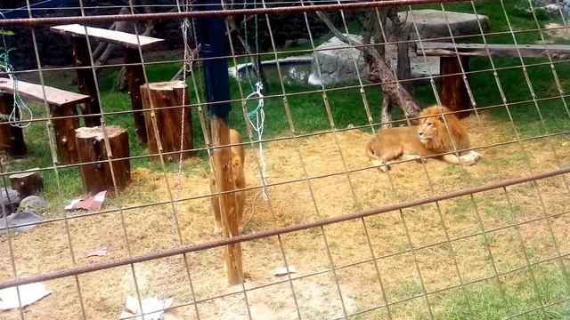 Зоопарк Кито, Эквадор. El Zoo de Quito, Ecuador. смотреть онлайн