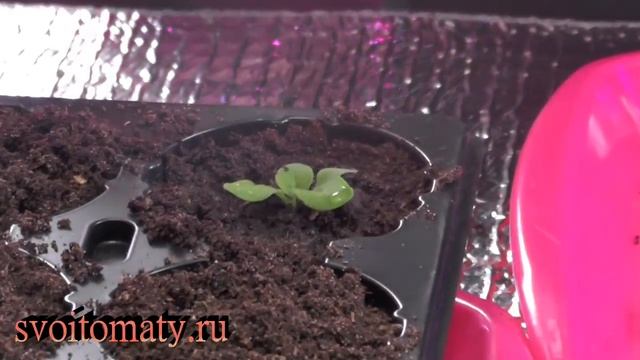 Петуния:  выращивание и уход