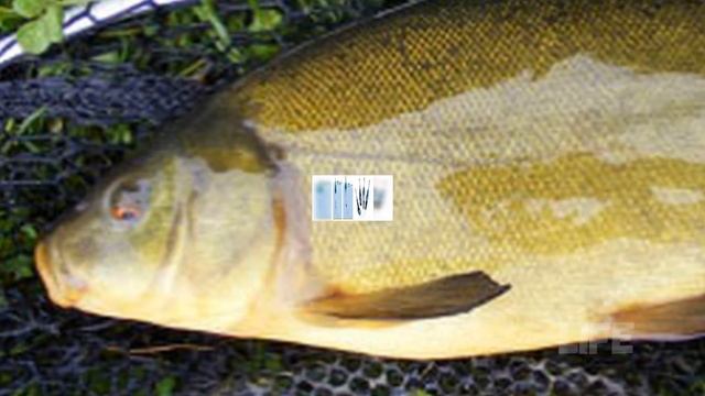 Как ловить линя в апреле? смотреть онлайн