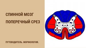 Спинной мозг. Поперечный срез