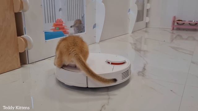 Kitten Saddled Robot Vacuum Cleaner ?