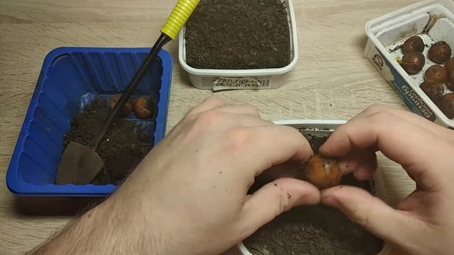 Стратификация лещины/фундука