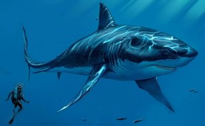 062,Галапагосский Кархародон.mp4